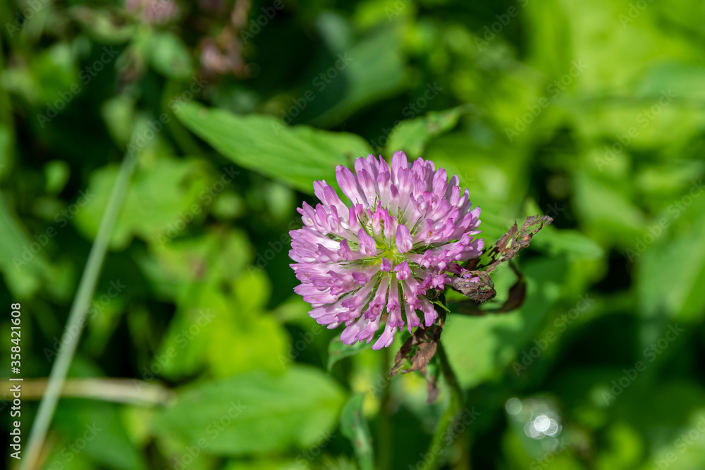 Purple clover flower with green leaves blurred in the background Purple clover flower with green leaves blurred in the background