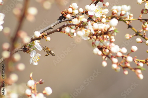 Beautiful gentle spring background. flowering plum branches on a sunny day. bees fly, pollinate flowers. slight blur