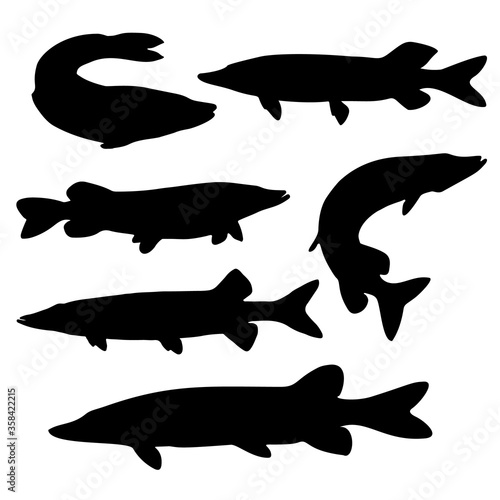 Fish pike in the set. Predatory fish. Vector image.