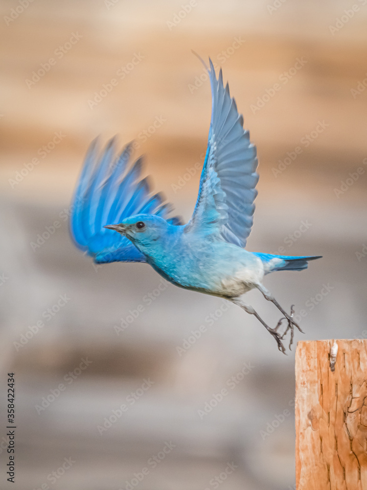 Obraz premium Mountain Bluebird