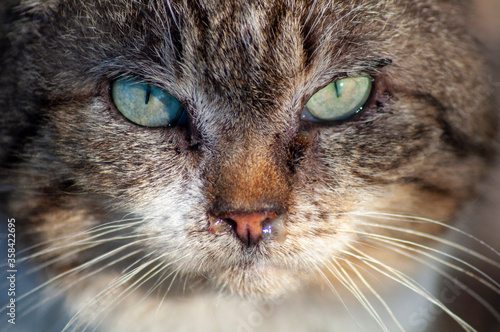 Bilde på lerret portrait of a sick cat. beautiful cat with sour eyes and snot