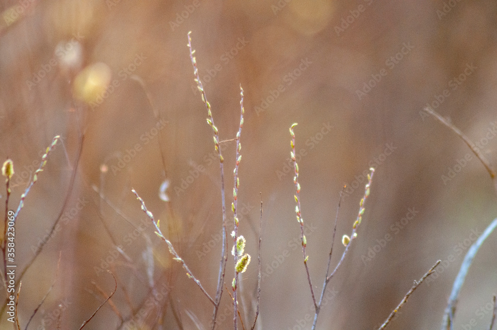 Pussy-willow branches with catkins, spring blurred background
