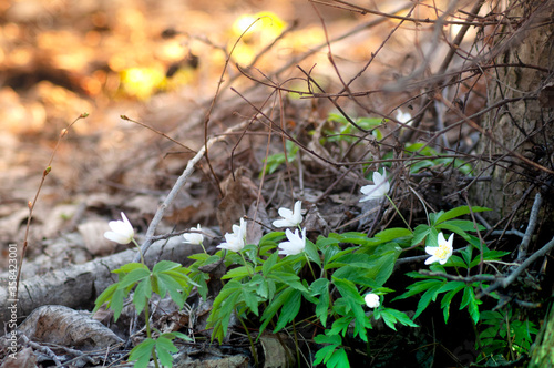 White anemone flowers in the awakening spring forest. First flowers in early spring. close up first white spring forest anemone