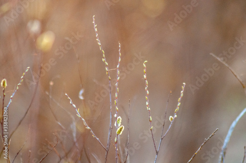 Pussy-willow branches with catkins, spring blurred background