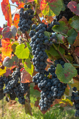 Close up of berries and leaves of grape-vine. Single bunch of ripe red wine grapes hanging on a vine on green leaves background. Plantation of grape-bearing vines, grown for wine making, vinification.