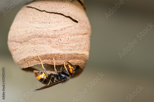 Close up Asian hornet working in nest Tapéta, Fotótapéta