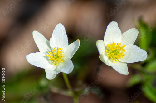 White anemone flowers in the awakening spring forest. First flowers in early spring. close up first white spring forest anemone