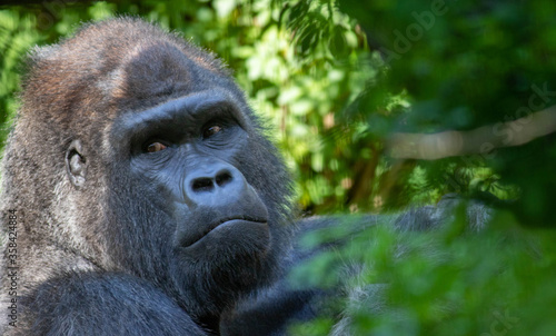 Portrait of a male gorilla © Scott