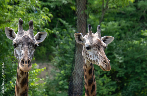 giraffes in the zoo