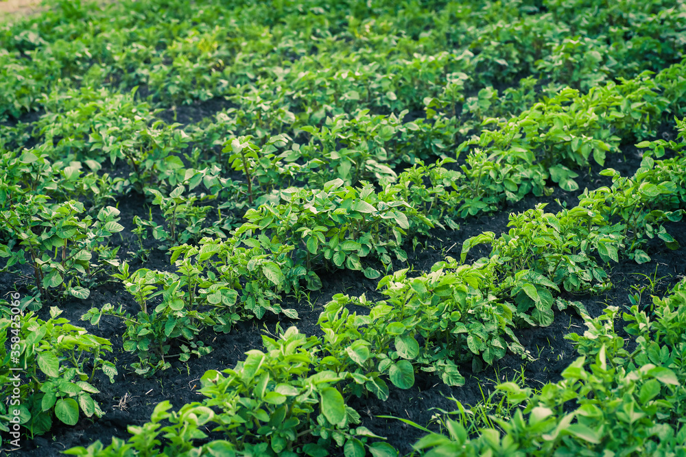 Green potato bushes until flowering. Beautiful processed potato fields in summer. Two-week potato sprouts on bed. Green potato bushes until flowering. Beautiful processed potato fields in summer. Two-week potato sprouts on bed.