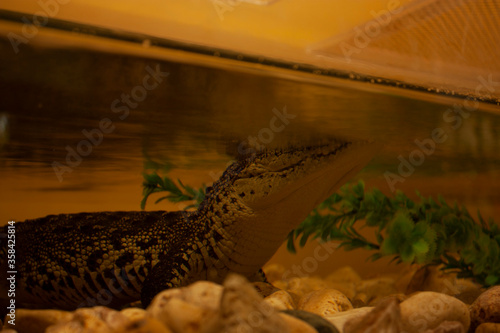 .Underwater crocodile refreshing photo