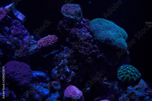 Different species of coral like flowers in the sea. photo