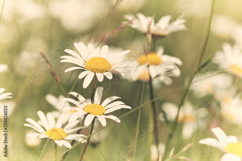Nature background with wild flowers camomiles. Soft focus. Close up © Eugeniusz Dudziński