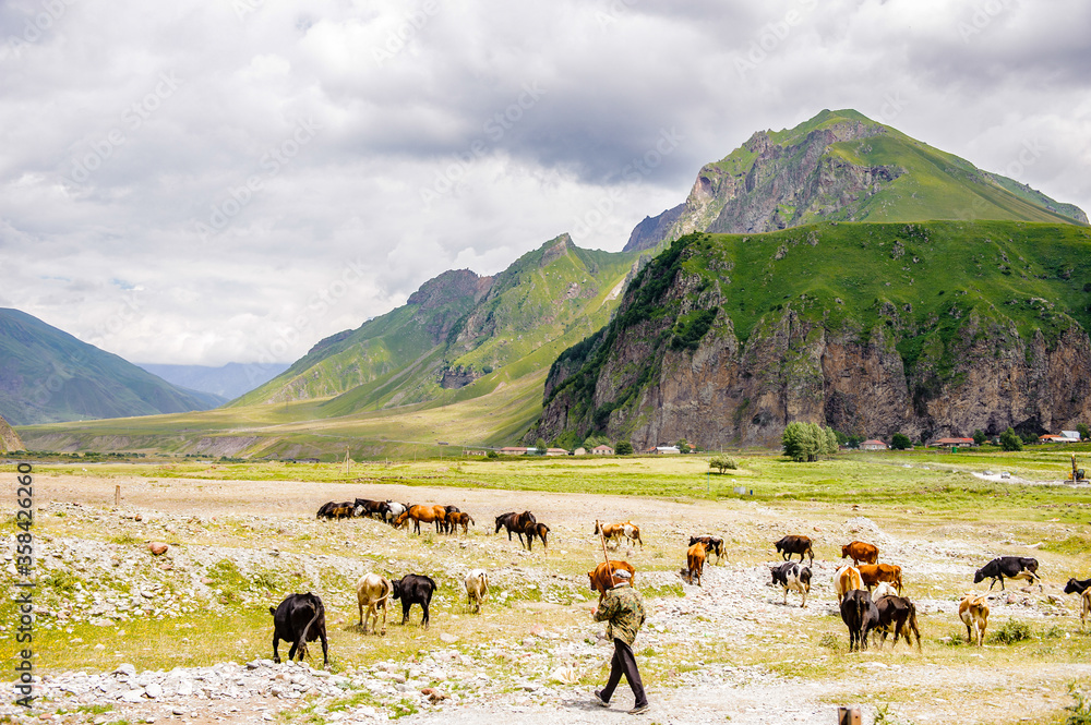 Obraz premium It's Cows in front of the mountains