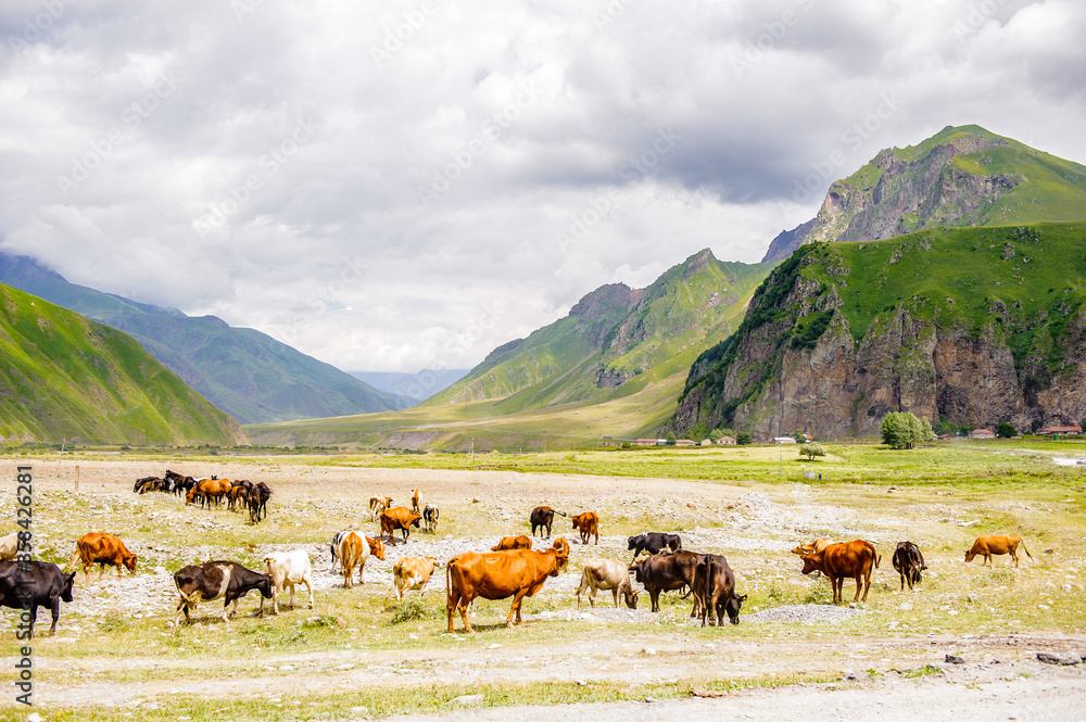 Obraz premium It's Cows in front of the mountains