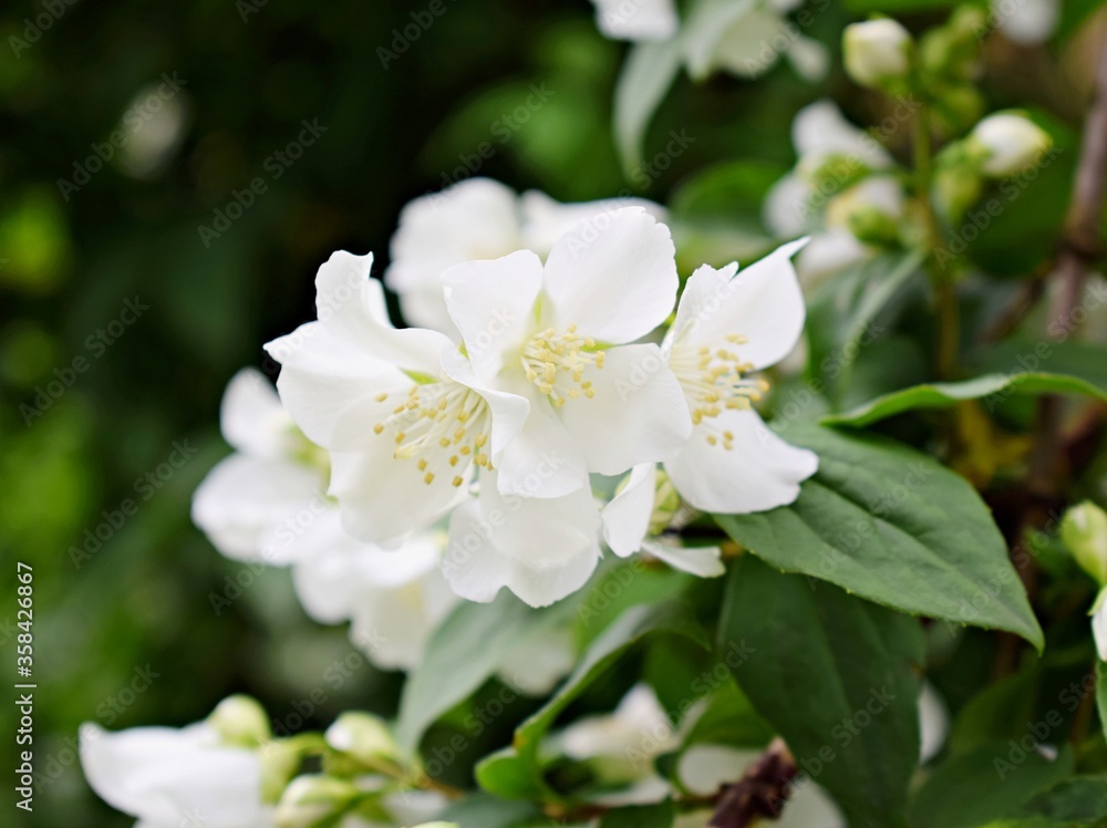 Blooming Mock oranges. Whote flowers to a garden. Shrub with white flowers Blooming Mock oranges. Whote flowers to a garden. Shrub with white flowers