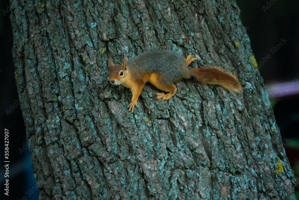 Curious squirrel peeking behind the tree in the national park Curious squirrel peeking behind the tree in the national park