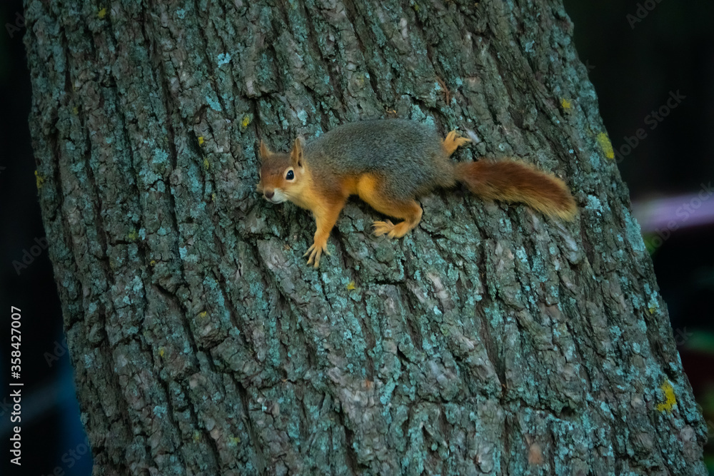 Curious squirrel peeking behind the tree in the national park