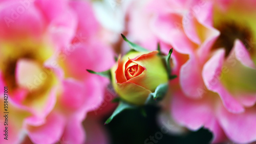 Selective focus. Macro. Pink roses. Unblown bud roses.