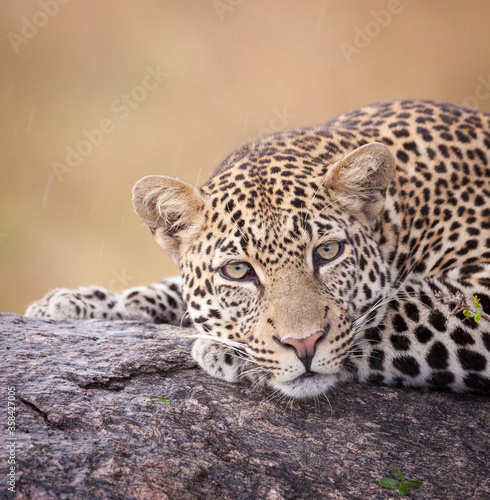 One adult leopard head on portrait of it resting in tree in the rain in Kruger Park South Africa