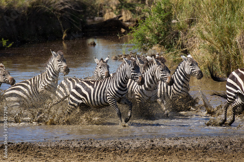 A herd of zebra galloping through muddy water in Serengeti Tanzania