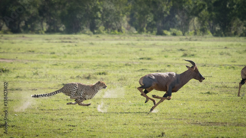 Fotografie Cheetah chasing adult Topi at full speed in Masai Mara Kenya