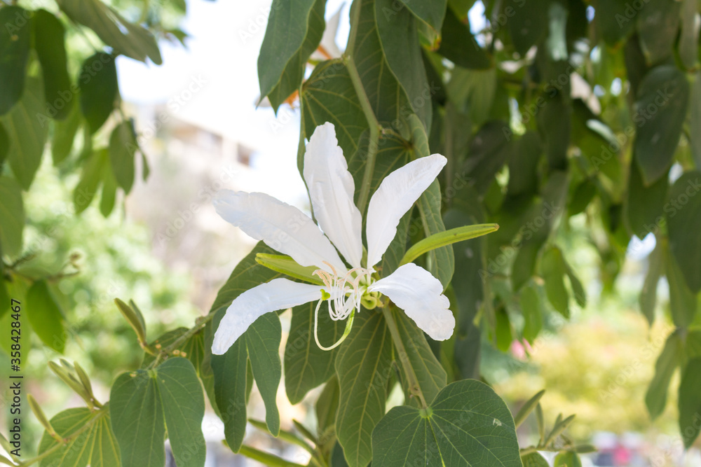 White flower White flower