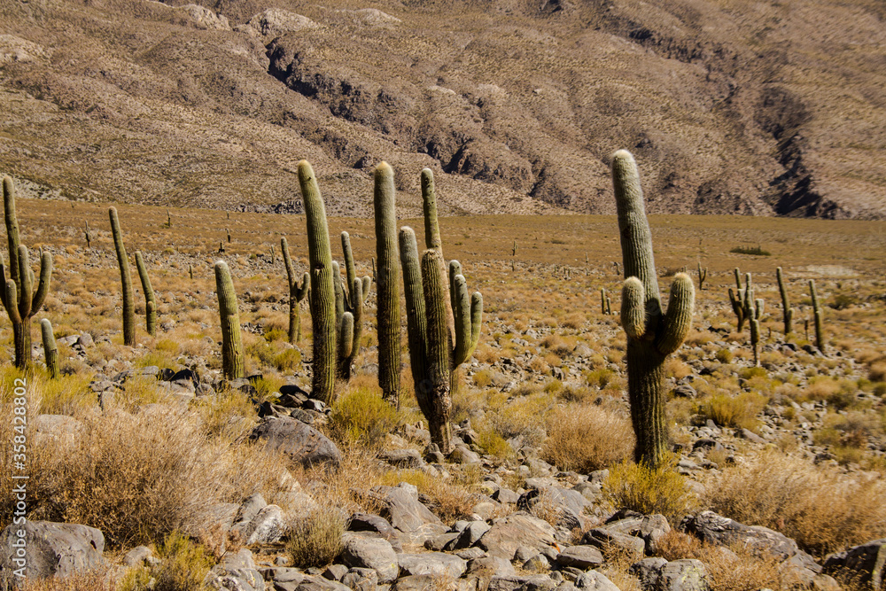 Big cactus in a national park in Argentina Big cactus in a national park in Argentina