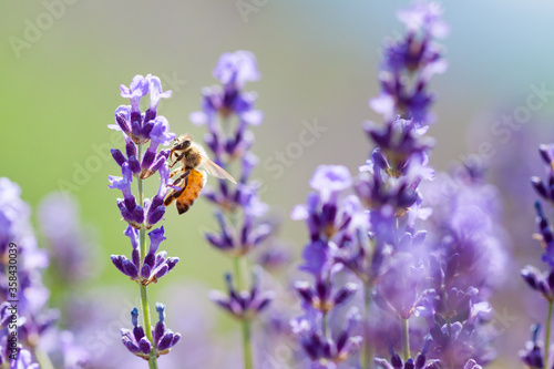 honeybee on lavender flower