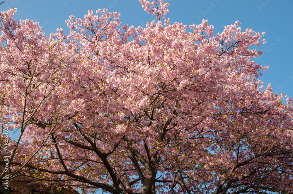 河津桜 河津桜
