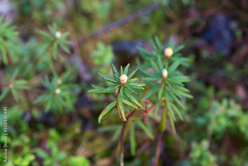 Russia, Karelia. Marsh rosemary or Wild rosemary in spring. Rhododendron tomentosum Harmaja, Ledum palustre Russia, Karelia. Marsh rosemary or Wild rosemary in spring. Rhododendron tomentosum Harmaja, Ledum palustre