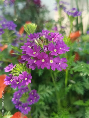 Purple Flowers 