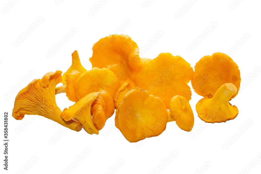 Bright orange chanterelle mushrooms on a white background Bright orange chanterelle mushrooms on a white background