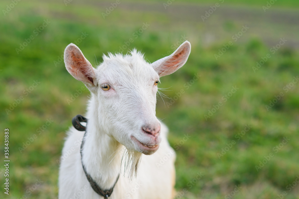 Funny joyful goat grazing on a green grassy lawn. Close up portrait of a funny goat. Farm Animal. The goat is looking at the camera. Funny joyful goat grazing on a green grassy lawn. Close up portrait of a funny goat. Farm Animal. The goat is looking at the camera.