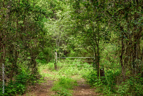 Overgrown dirt track with metal gate in Queensland
