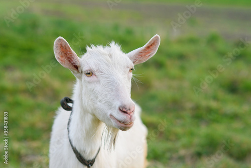 Funny joyful goat grazing on a green grassy lawn. Close up portrait of a funny goat. Farm Animal. The goat is looking at the camera.