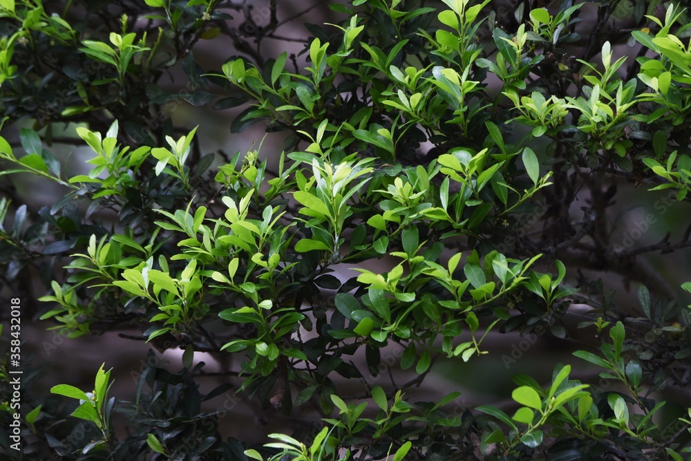 Japanese holly is an Aquifoliaceae evergreen tree and is used for hedges and garden trees. Japanese holly is an Aquifoliaceae evergreen tree and is used for hedges and garden trees.