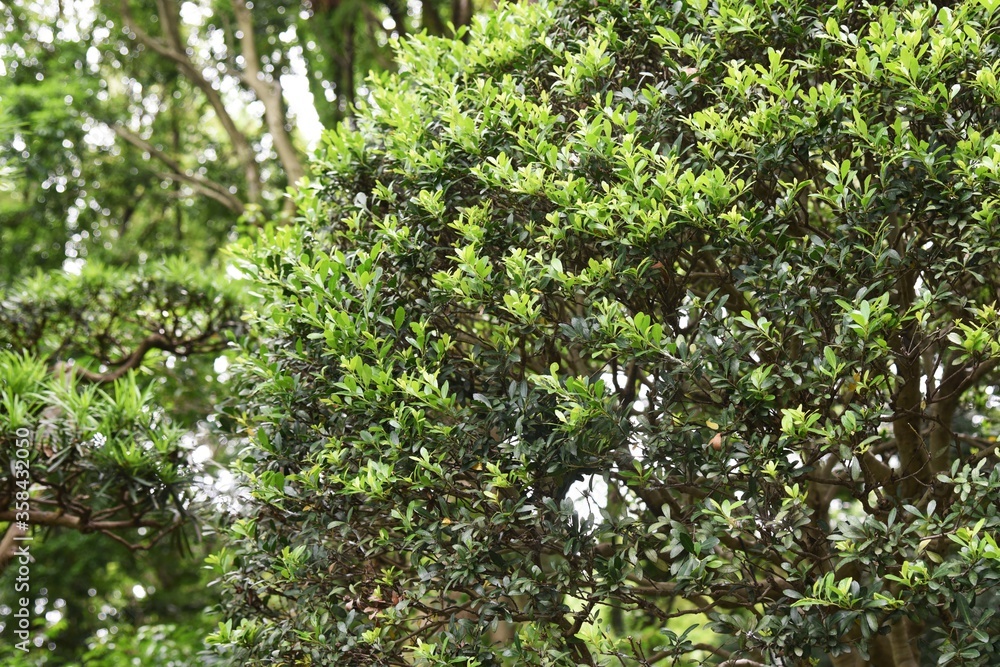Japanese holly is an Aquifoliaceae evergreen tree and is used for hedges and garden trees. Japanese holly is an Aquifoliaceae evergreen tree and is used for hedges and garden trees.
