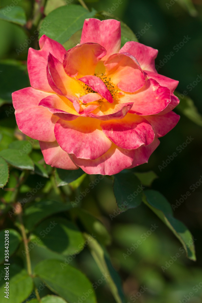 The name of this rose 