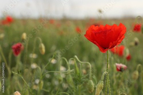 Beautiful red poppy flower growing in field  closeup