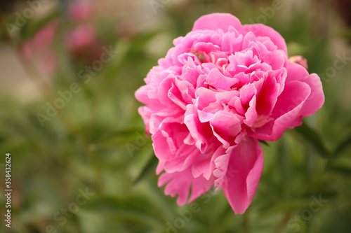 Beautiful blooming pink peony outdoors, closeup. Space for text © New Africa