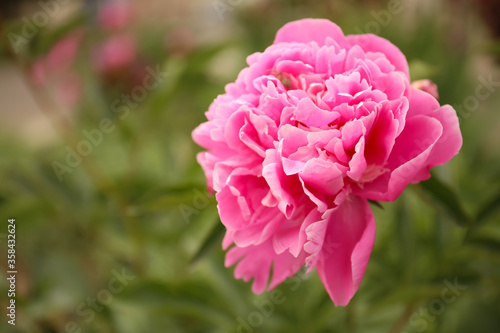 Beautiful blooming pink peony outdoors  closeup. Space for text