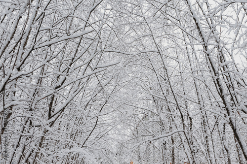 Snow day  in WA, USA (February, 2020) © Nadezda Zavitaeva