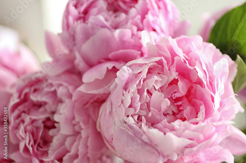 Closeup view of beautiful fresh pink peonies