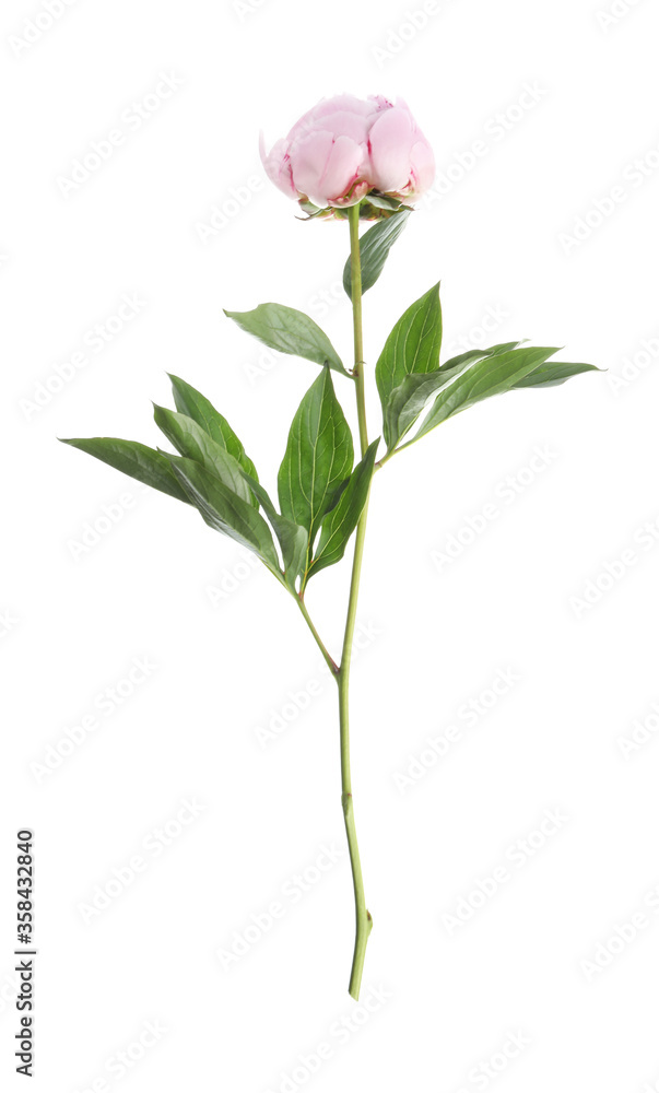 Fototapeta premium Beautiful pink peony flower isolated on white