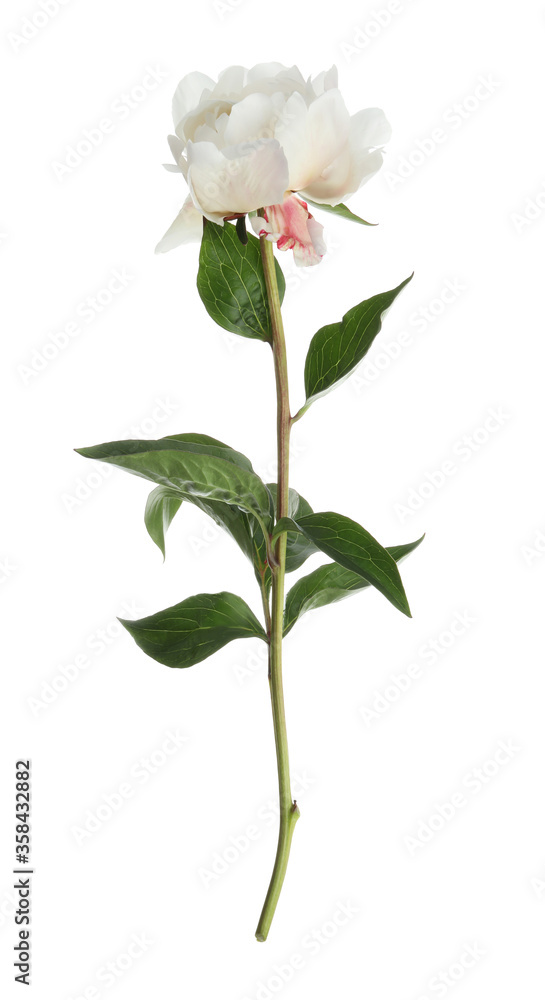 Beautiful fragrant peony flower isolated on white