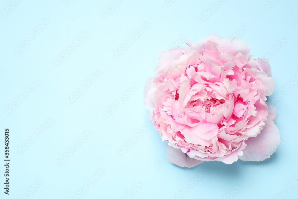 Beautiful pink peony on light blue background, top view. Space for text