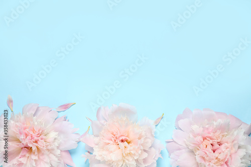 Beautiful pink peonies on light blue background  flat lay. Space for text