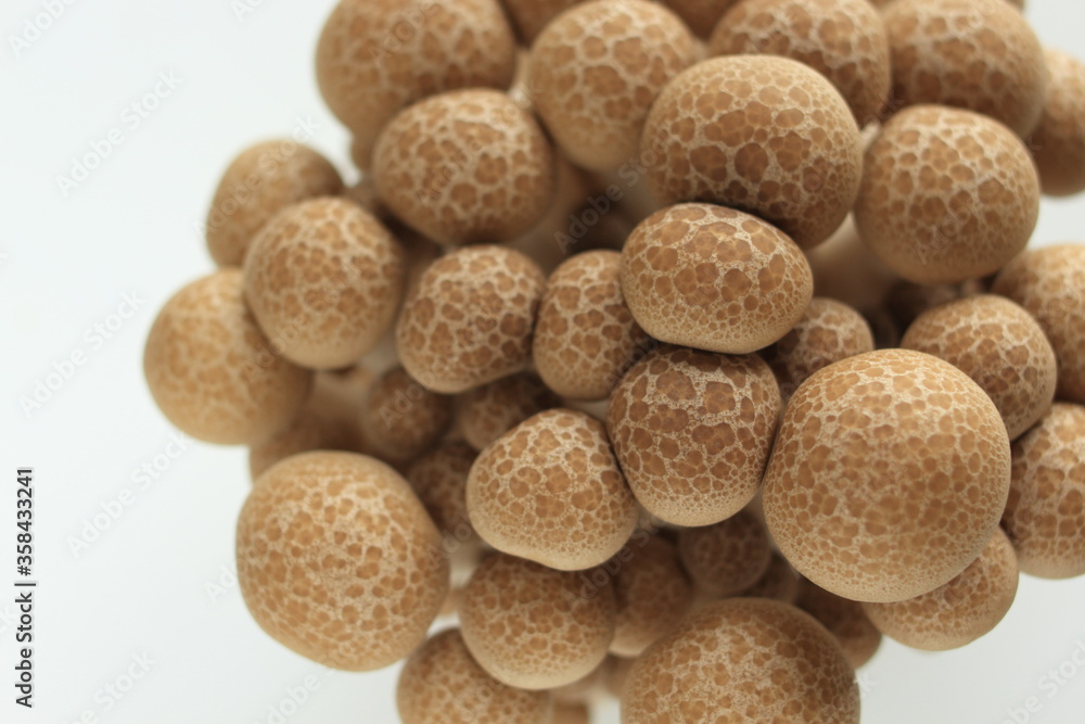 Japanese food ingredient, shimeji mushroom on white background with copy space Japanese food ingredient, shimeji mushroom on white background with copy space