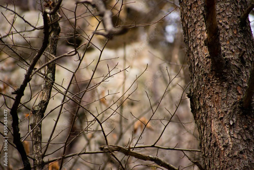 wilderness wilderness